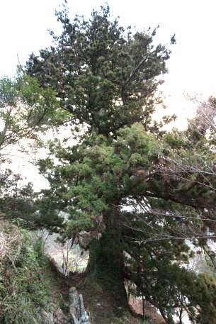 善福寺の千年杉