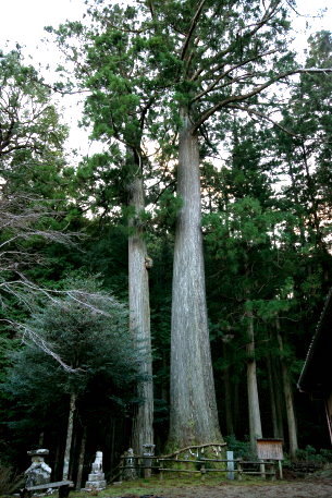 地吉の夫婦杉