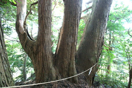 山の神の大杉