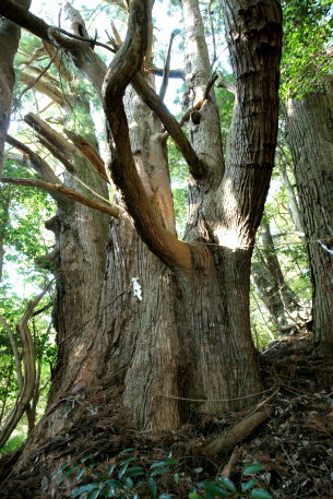 山の神の大杉