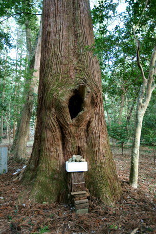 熊野神社の大杉