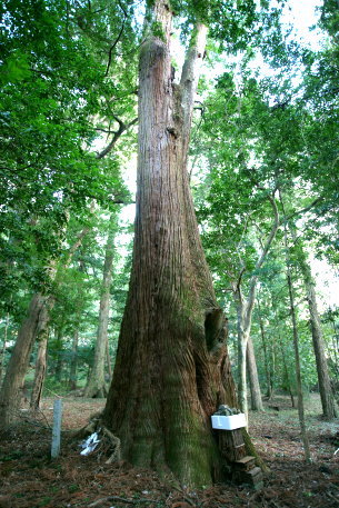 熊野神社の大杉