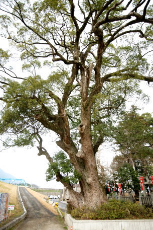 勢力神社の楠