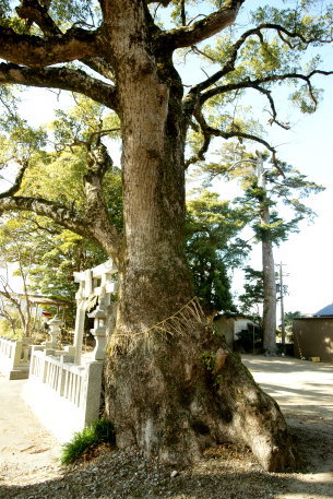 泉八幡宮のクスノキ