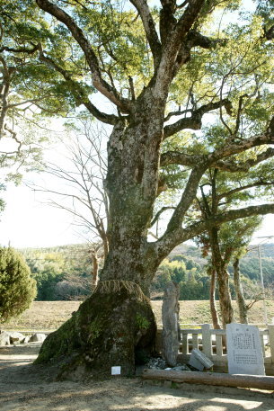 泉八幡宮のクスノキ