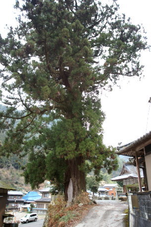 馬岡新田神社の杉　No2