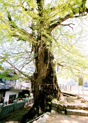 岩部八幡神社のイチョウ