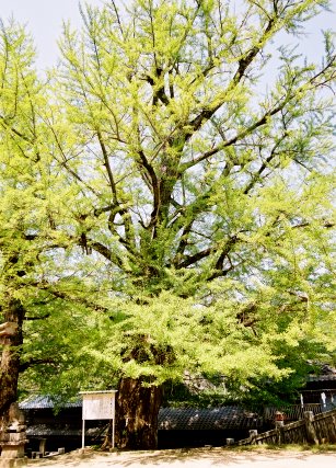 岩部八幡神社のイチョウ