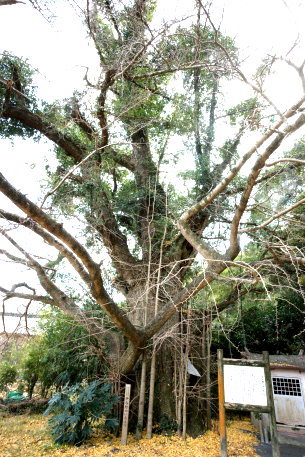 伊予野の大イチョウ
