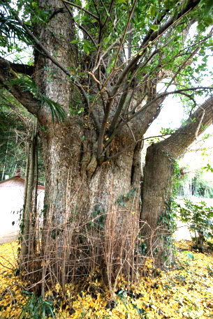 伊予野の大イチョウ