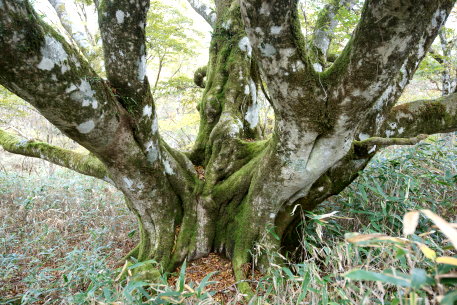 黒岩山の八方ブナ