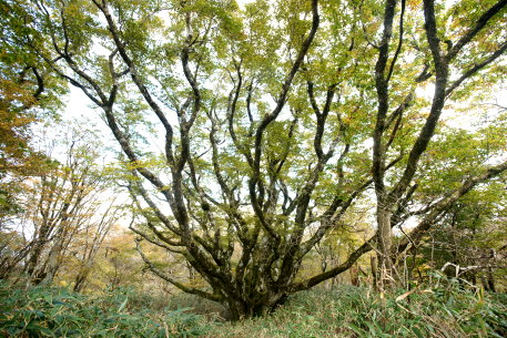 黒岩山の八方ブナ