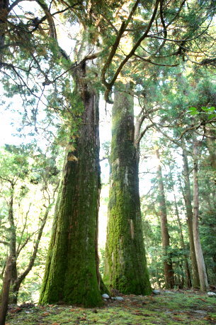 南川河内神社の夫婦杉