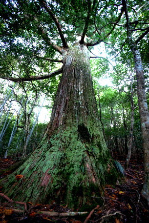 黒滝の大杉