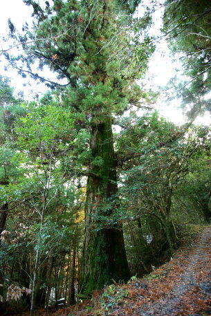 岩本神社の大杉