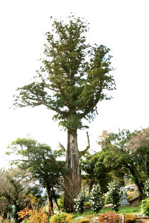 永淵神社のスギ