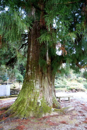 中屋星神社のスギ　No1
