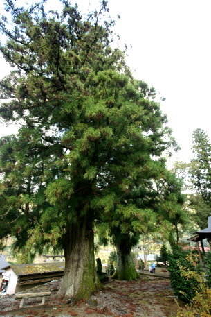 中屋星神社のスギ　No1