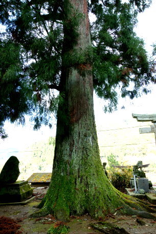 中屋星神社のスギ　No2