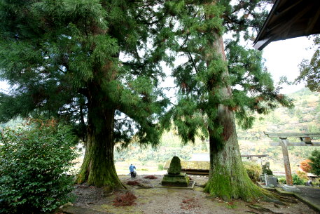 中屋星神社のスギ　No2