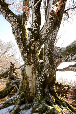 権田山の大ブナ