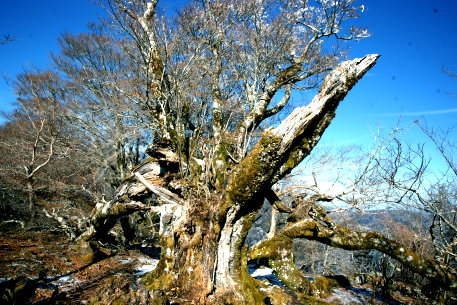 権田山の大ブナ