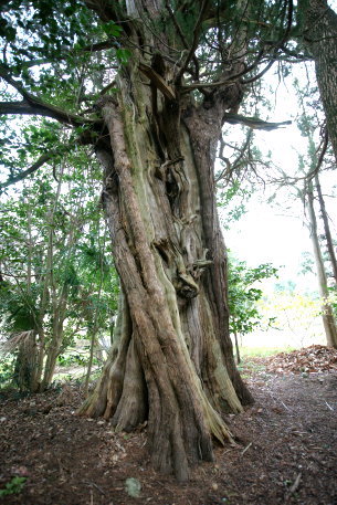 浄瑠璃寺のｲﾌﾞｷﾋﾞｬｸｼﾝ No1