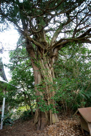 浄瑠璃寺のｲﾌﾞｷﾋﾞｬｸｼﾝ No1