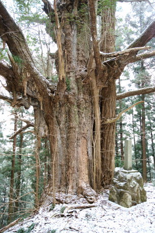 三滝城の大イチョウ