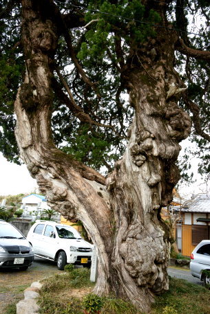 金光寺のイブキ