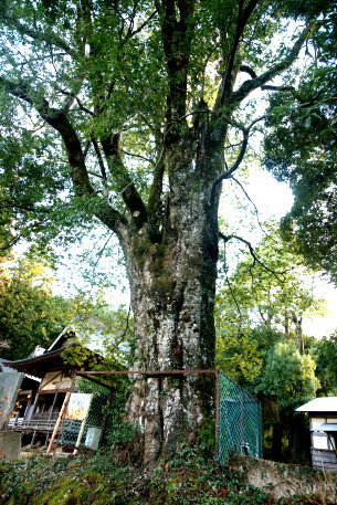 三嶋神社のシラカシ