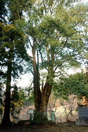 三嶋神社のシラカシ