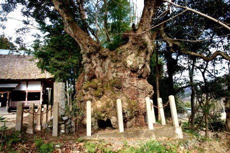 三島神社のイチイガシ