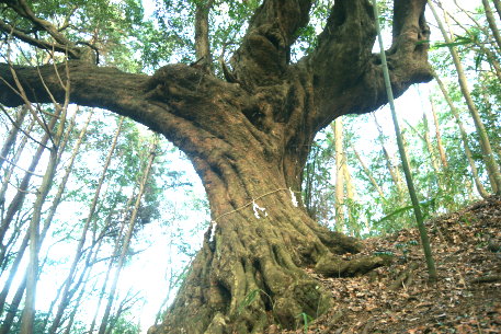 川の郷のアカガシ