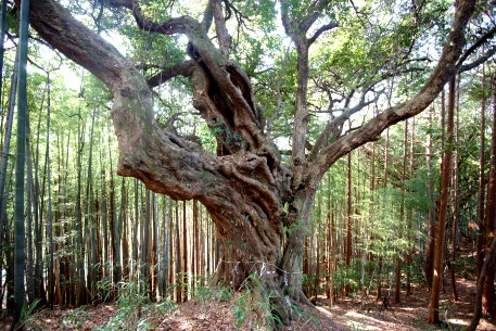 川の郷のアカガシ