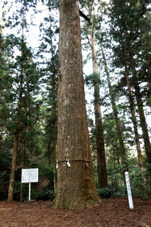 杉原神社の大杉