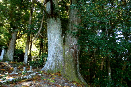 下小南川のスギ