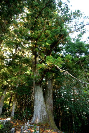 下小南川のスギ