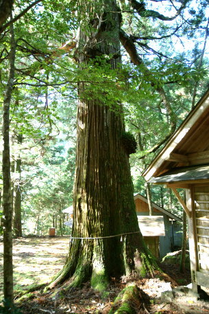伊勢丸神明宮のスギ