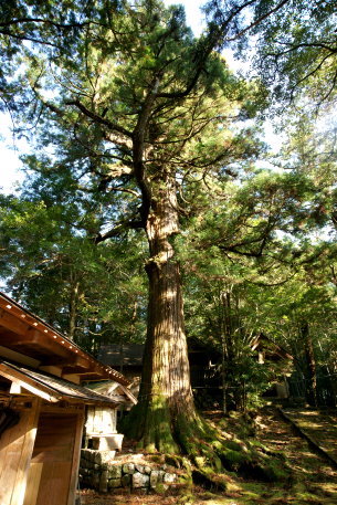 伊勢丸神明宮のスギ