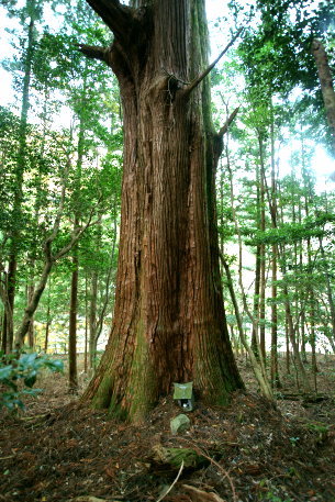 公士方神社の杉