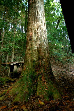 黒丸河内神社のスギ