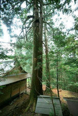 黒丸河内神社のスギ