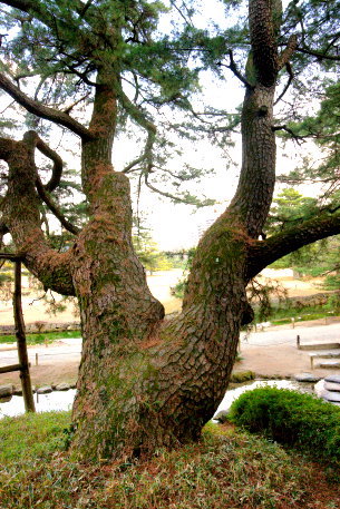 栗林公園のアカマツ