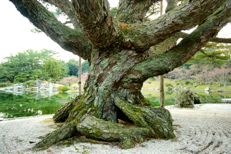 栗林公園の五葉松