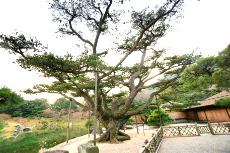 栗林公園の五葉松