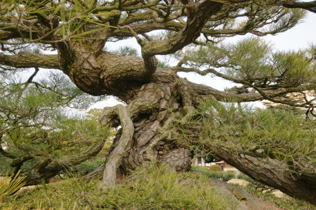 栗林公園の鶴亀松
