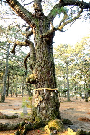 琴林公園の布袋尊の松