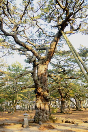 琴林公園の布袋尊の松