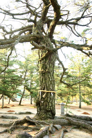 琴林公園の寿老人の松